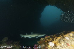 Ragged Tooth shark in Cathedral by Kerri Keet 